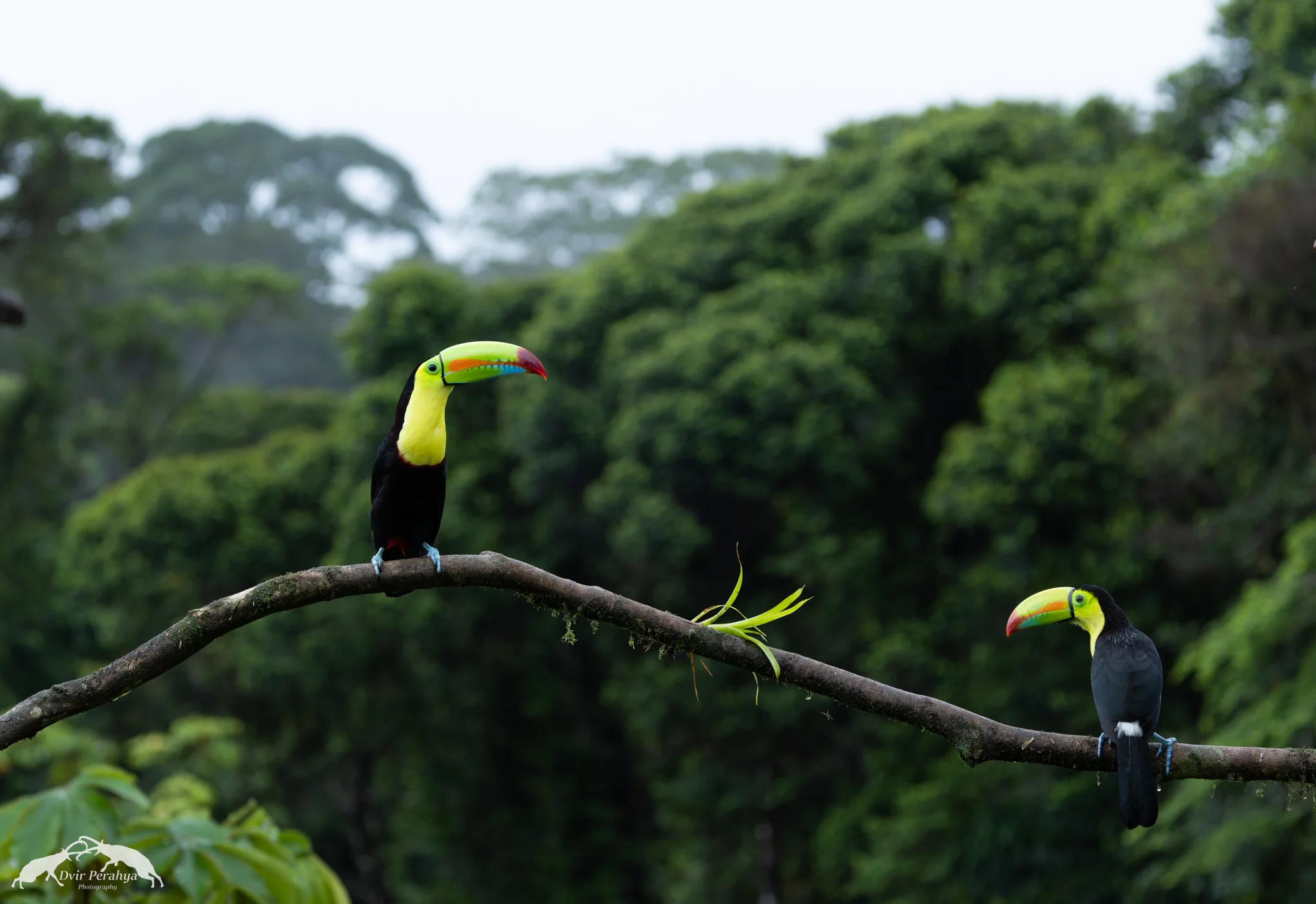 Keel-billed toucan, Boca Tapada